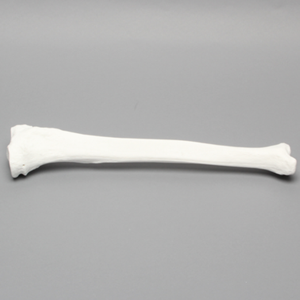 Tibia with 13mm Canal, Plastic Cortical Shell, Left