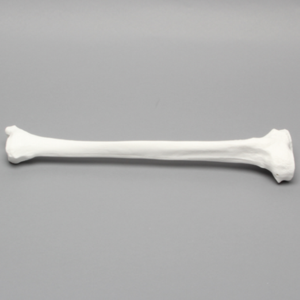 Tibia with 13mm Canal, Plastic Cortical Shell, Left
