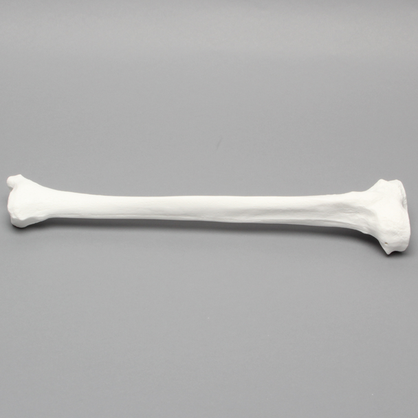 Tibia with 13mm Canal, Plastic Cortical Shell, Left