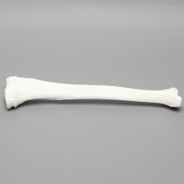 Tibia with 13mm Canal, Plastic Cortical Shell, Left