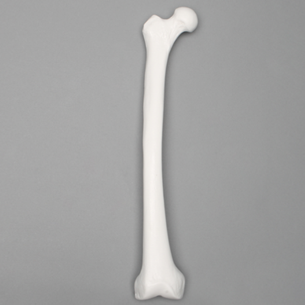 Femur with 15 mm Canal, Plastic Cortical Shell, Right