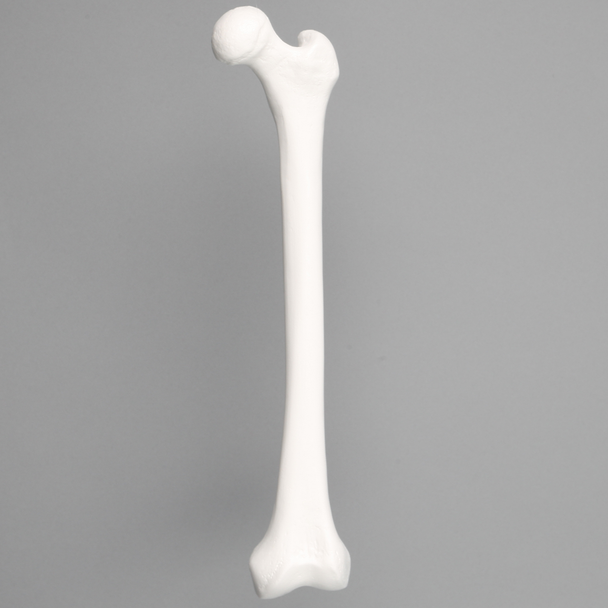 Femur, Solid White Plastic, Left