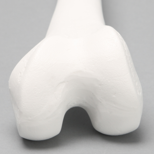 Femur, Solid White Plastic, Left