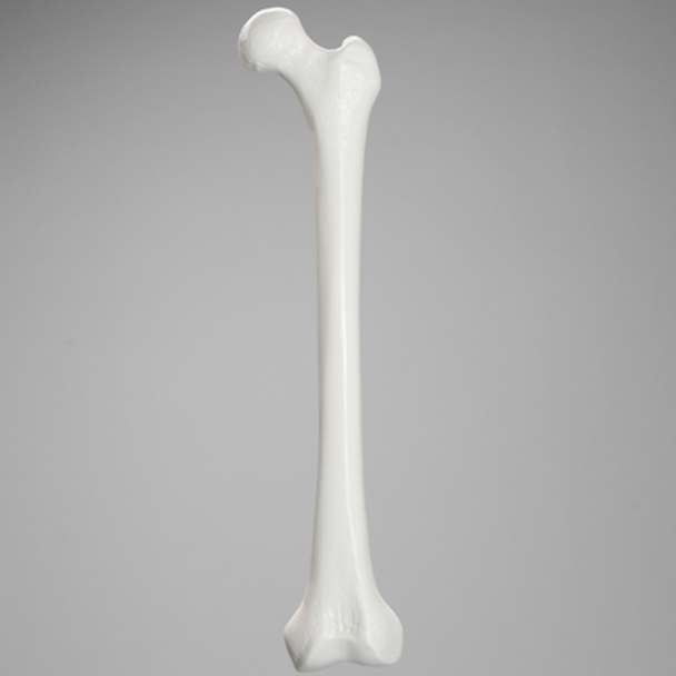 Femur with 15.5 mm Canal, Plastic Cortical Shell, Medium