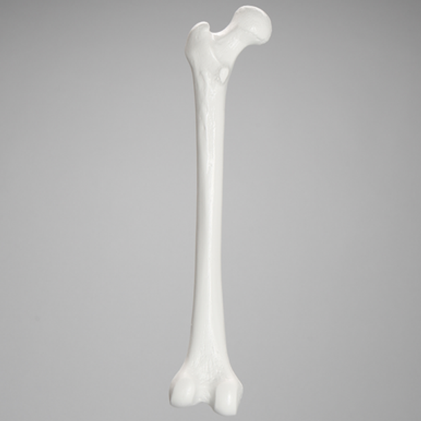 Femur with 15.5 mm Canal, Plastic Cortical Shell, Medium