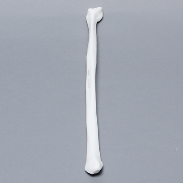 Fibula, Solid White Plastic, Left, Medium