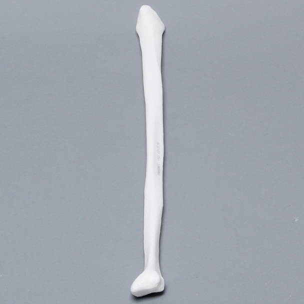 Fibula, Solid White Plastic, Left, Medium