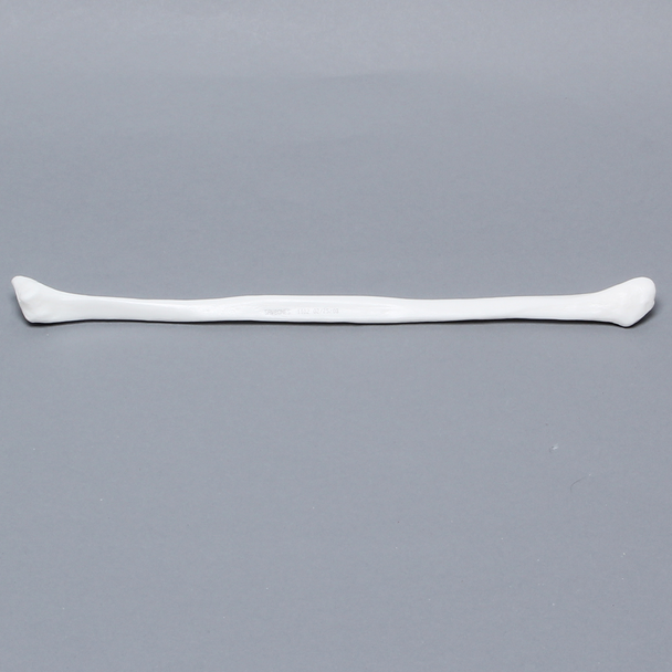 Fibula, Solid White Plastic, Left, Medium