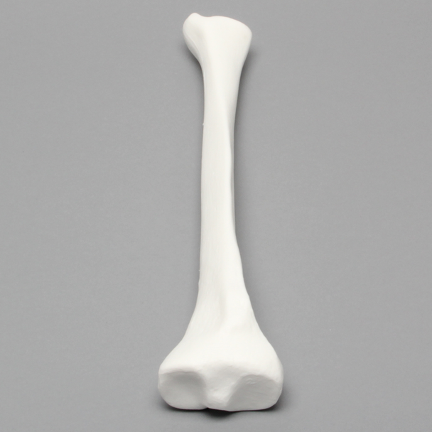 Tibia, Plastic Cortical Shell with 12 mm Canal, Right