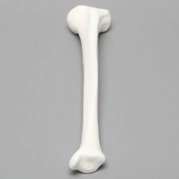 Tibia, Solid White Plastic, Medium, Left