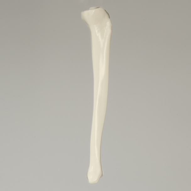 Tibia, Plastic Cortical Shell with 11mm Canal, Left