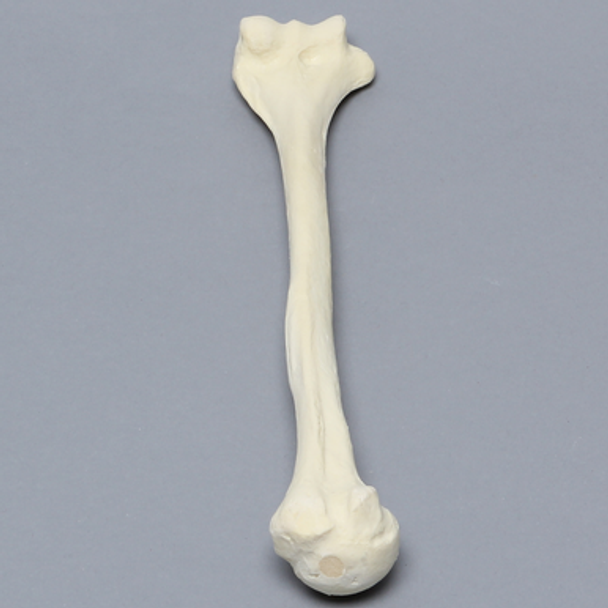 Humerus, Foam Cortical, Pediatric