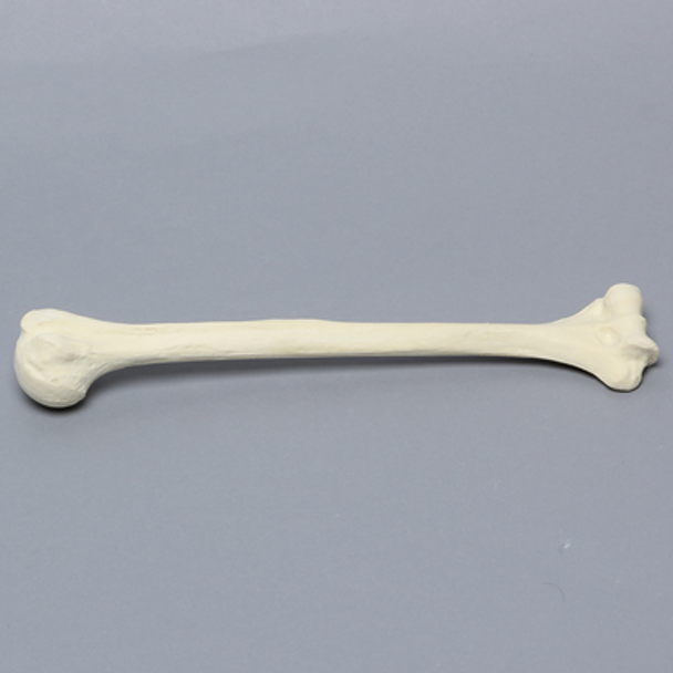 Humerus, Foam Cortical, Pediatric