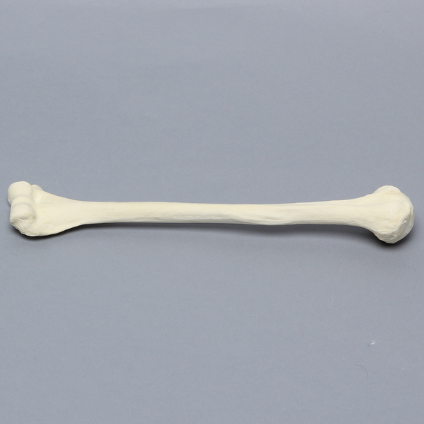 Humerus, Foam Cortical, Pediatric