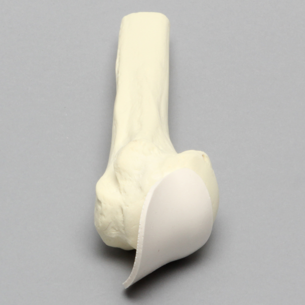Humerus with Partial Tendon, Foam Cortical, Proximal