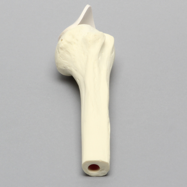 Humerus with Partial Tendon, Foam Cortical, Proximal