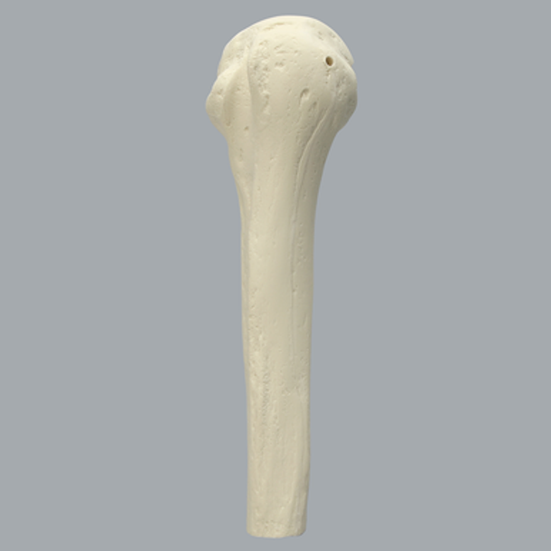 Humerus with High Density Cortex, Foam Cortical, Proximal