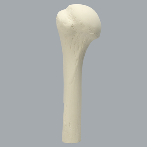 Humerus with High Density Cortex, Foam Cortical, Proximal