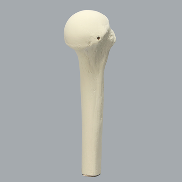 Humerus with High Density Cortex, Foam Cortical, Proximal