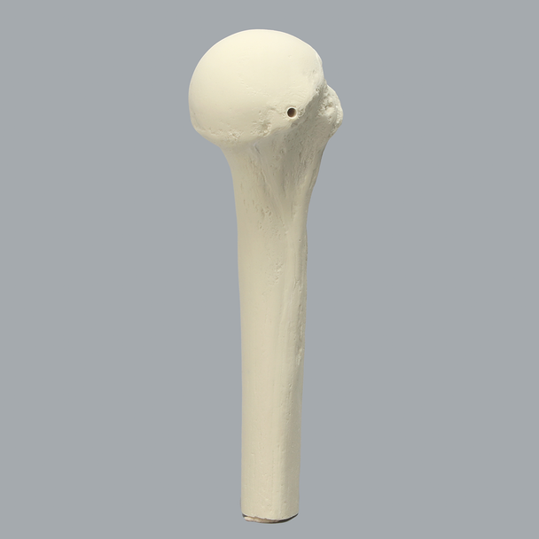 Humerus with High Density Cortex, Foam Cortical, Proximal