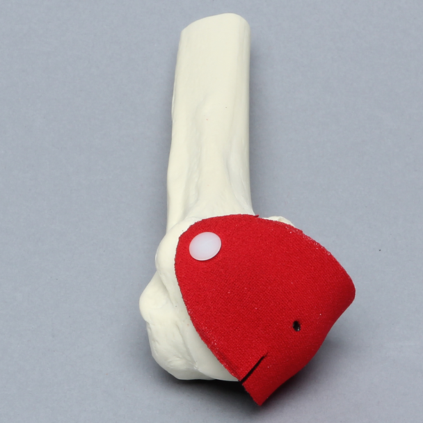 Humerus with Rotator Cuff, Foam Cortical, Proximal