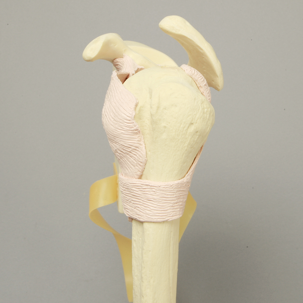 Shoulder Insert for SCR Arthroscopy Shoulder Simulator #1509-37-3, Solid Foam