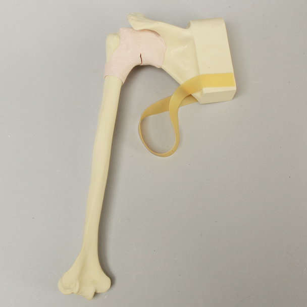 Shoulder Insert for SCR Arthroscopy Shoulder Simulator #1509-37-3, Solid Foam