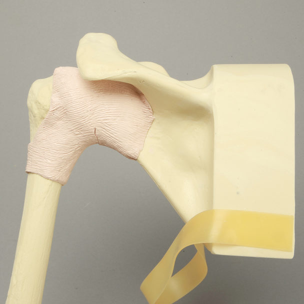 Shoulder Insert for SCR Arthroscopy Shoulder Simulator #1509-37-3, Solid Foam