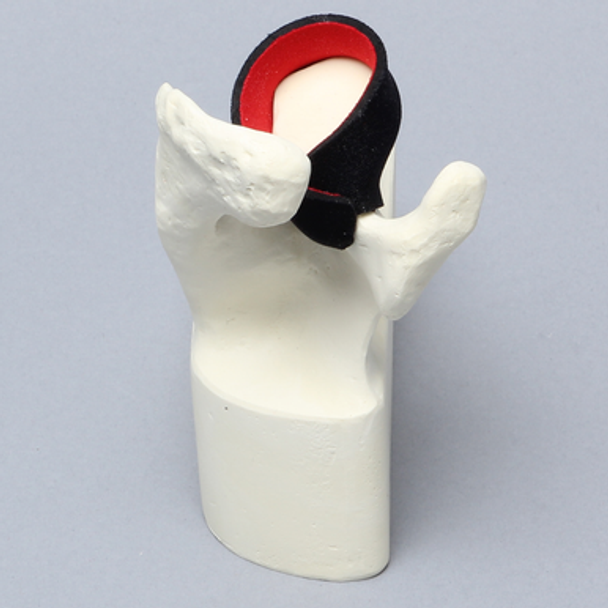 Scapula with Partial Cuff, Foam Cortical, Left