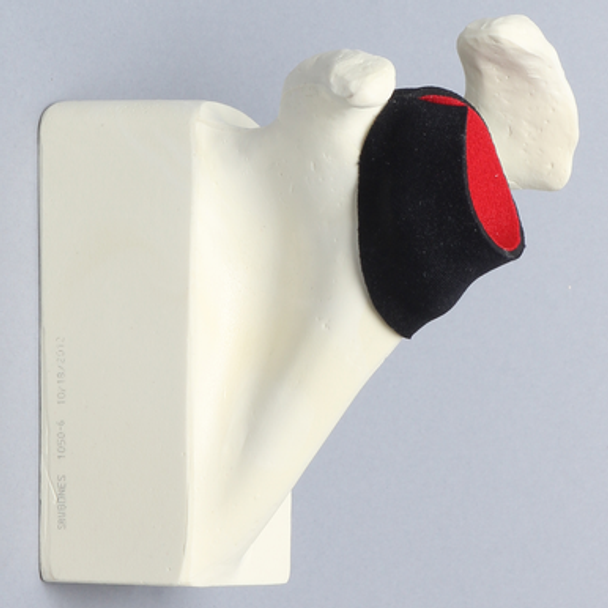 Scapula with Partial Cuff, Foam Cortical, Left