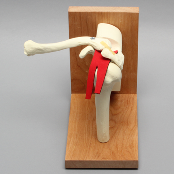 Shoulder Assembly with Rotator Cuff on Stand, Foam Cortical, Left