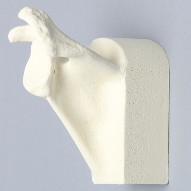 Scapula with Vise Attachment, Foam Cortical, Left