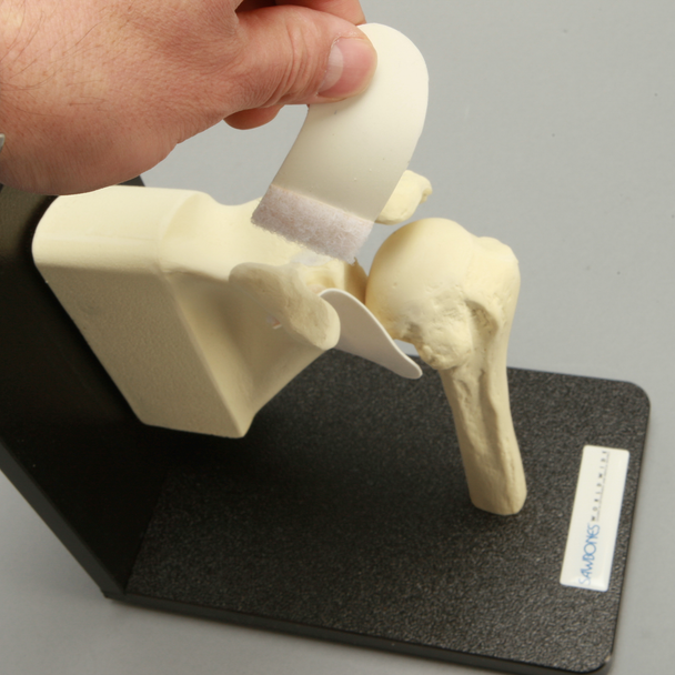Shoulder with Stand, Foam Cortical, Left