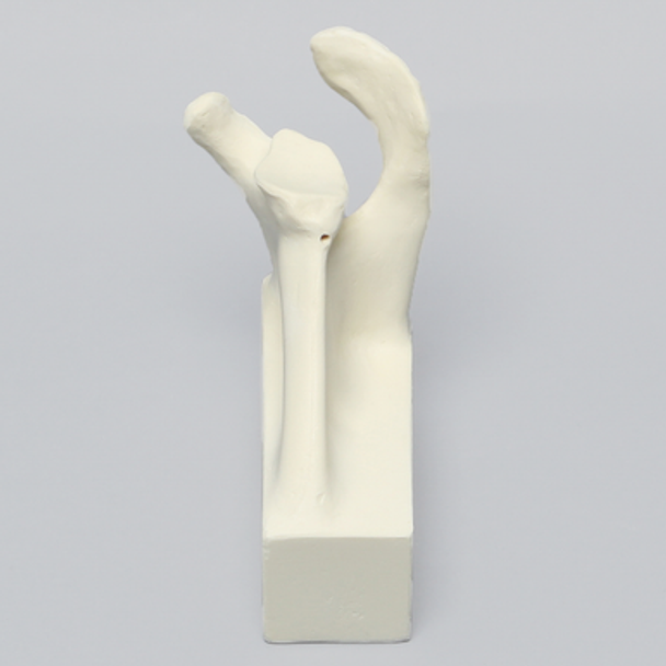 Scapula with Hollow Vise Attachment, Foam Cortical, Left