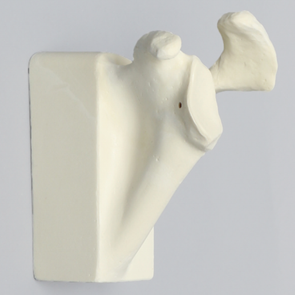 Scapula with Hollow Vise Attachment, Foam Cortical, Left