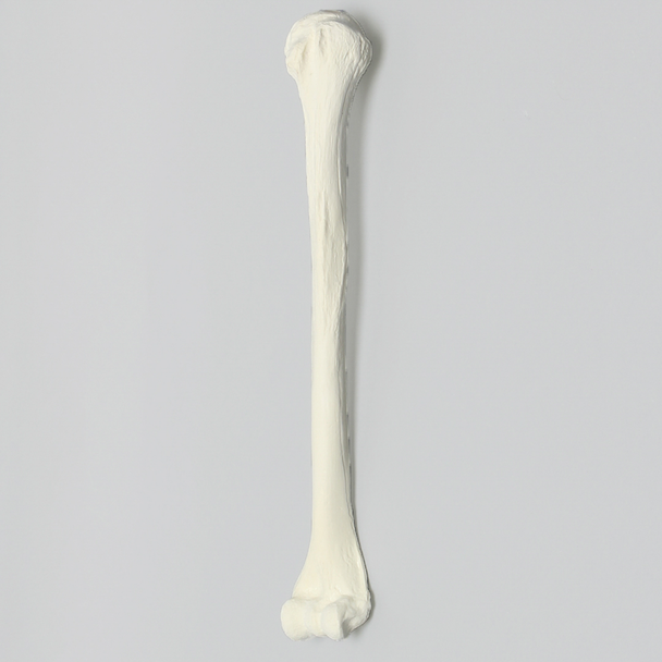 Humerus with 12 mm Proximal Canal, Foam Cortical
