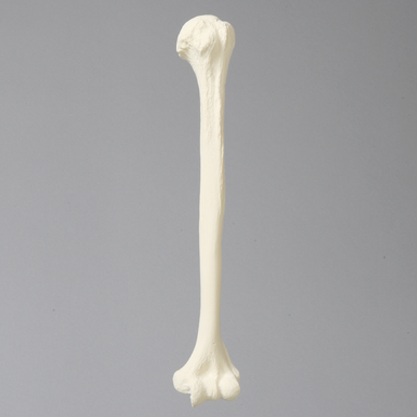 Humerus with 11mm Canal, Foam Cortical