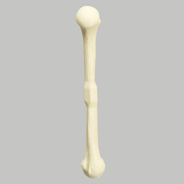 DoubleShot™ Humerus, Foam Cortical