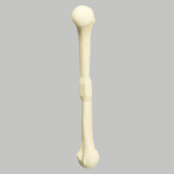 DoubleShot™ Humerus, Foam Cortical