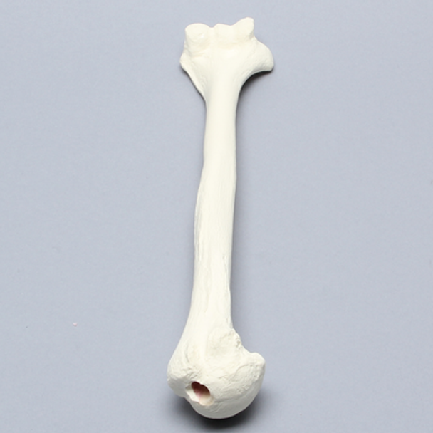 Humerus for IM Nail with 11 mm Entry Site, Foam Cortical
