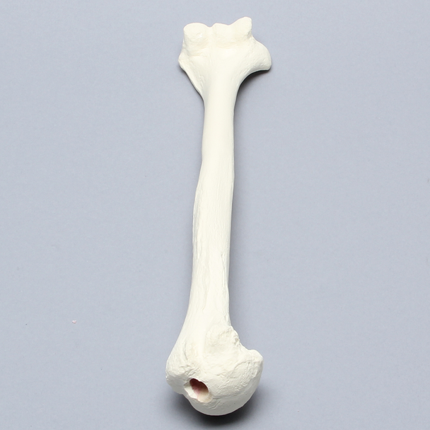 Humerus for IM Nail with 11 mm Entry Site, Foam Cortical