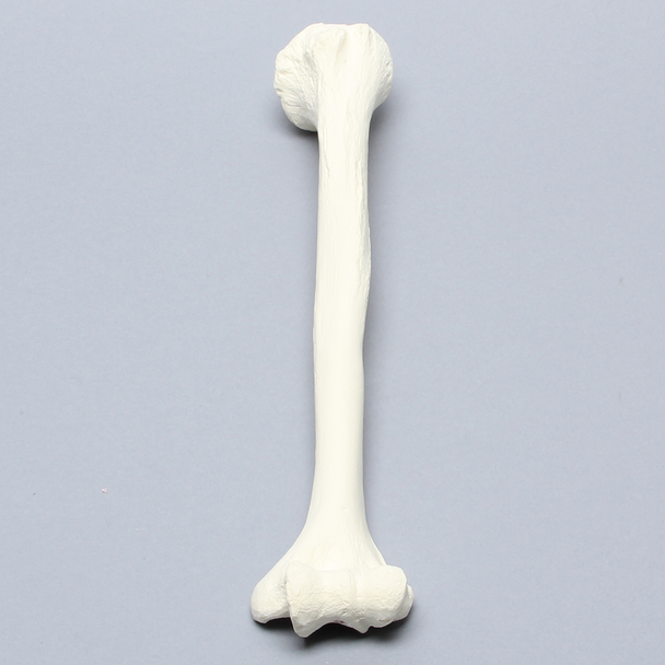 Humerus for IM Nail with 11 mm Entry Site, Foam Cortical