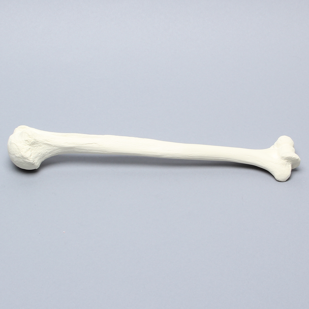 Humerus for IM Nail with 11 mm Entry Site, Foam Cortical
