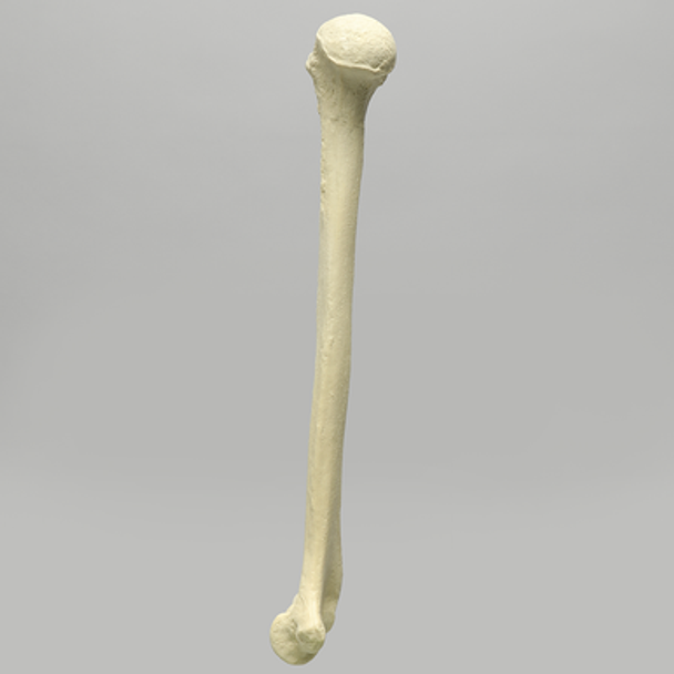 Humerus, Foam Cortical Shell, Right