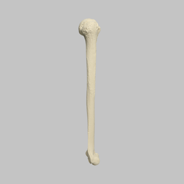 Humerus, Foam Cortical Shell, Right