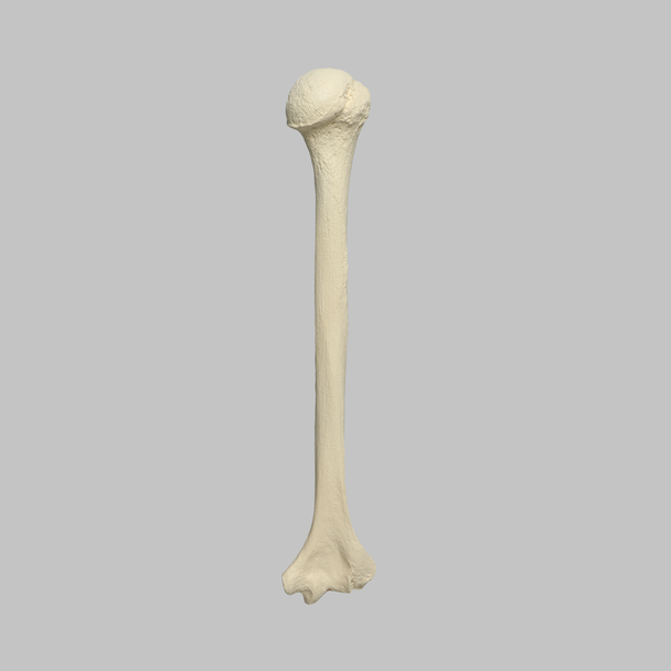 Humerus, Foam Cortical Shell, Right