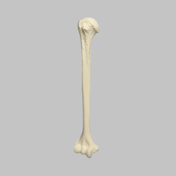 Humerus, Foam Cortical Shell, Right