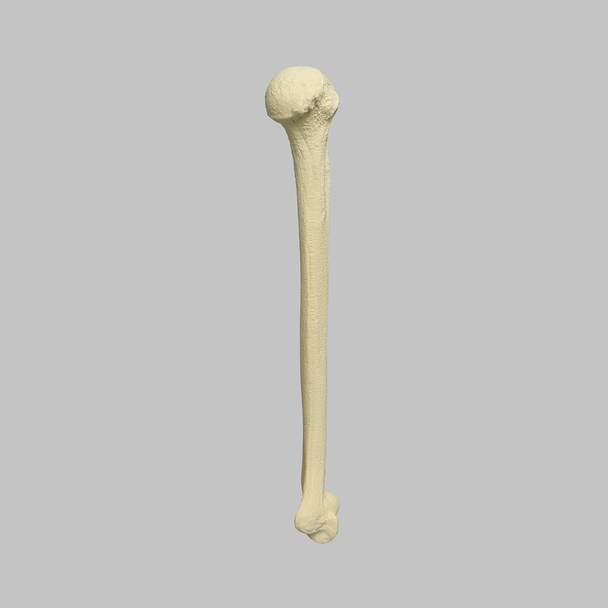 Humerus with Open Proximal Canal, Foam Cortical
