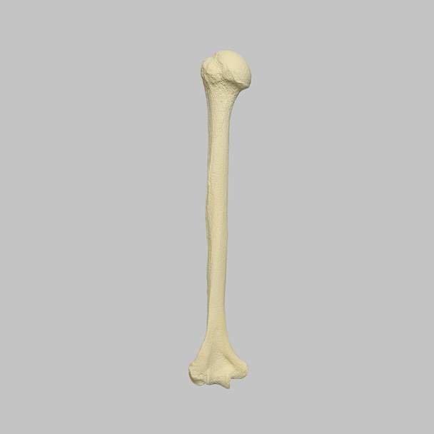 Humerus with Open Proximal Canal, Foam Cortical