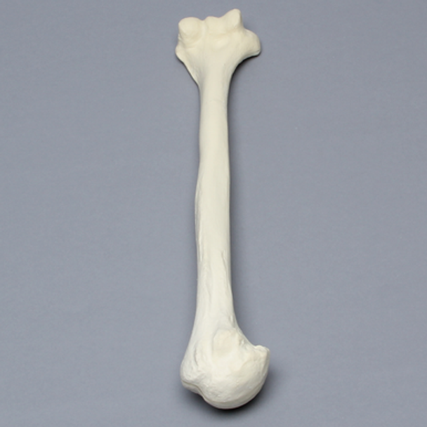 Humerus, Osteoporotic, Foam Cortical